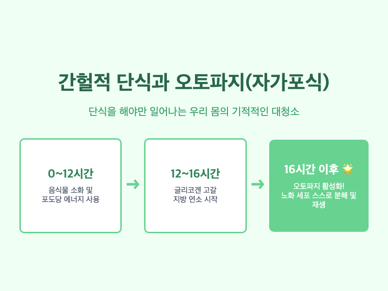 오토파지 메커니즘